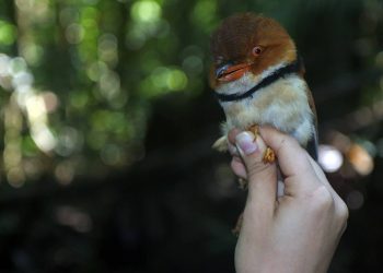 Algunos pájaros del Amazonas han reducido su tamaño debido al cambio climático