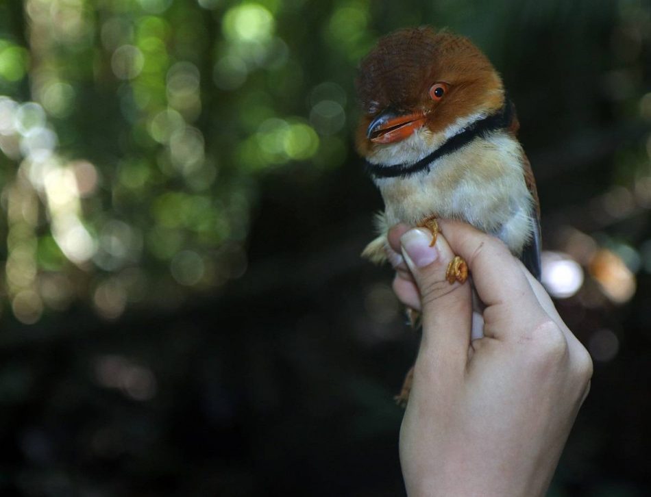 Algunos pájaros del Amazonas han reducido su tamaño debido al cambio climático