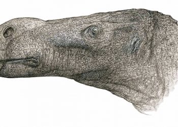 Descubierta una nueva especie de dinosaurio iguanodontiano en la Isla de Wight