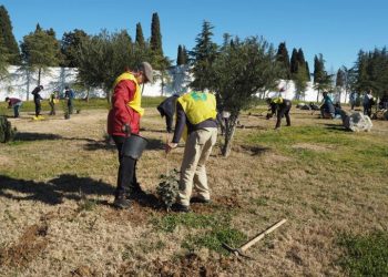 Vuelve la campaña La Motosierra de Atila, para que los extremeños denuncien los árboles talados o podados en su ciudad