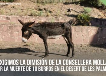 PACMA exige la dimisión de la consellera de Agricultura de la Generalitat Valenciana por la muerte de diez burros en el Desert de Les Palmes