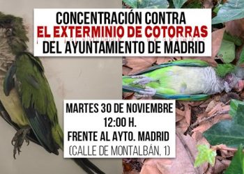 PACMA convoca una concentración frente al ayuntamiento de Madrid para exigir la paralización del exterminio de cotorras