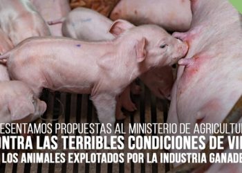 PACMA presenta propuestas contra las terribles condiciones de los animales explotados por la industria ganadera