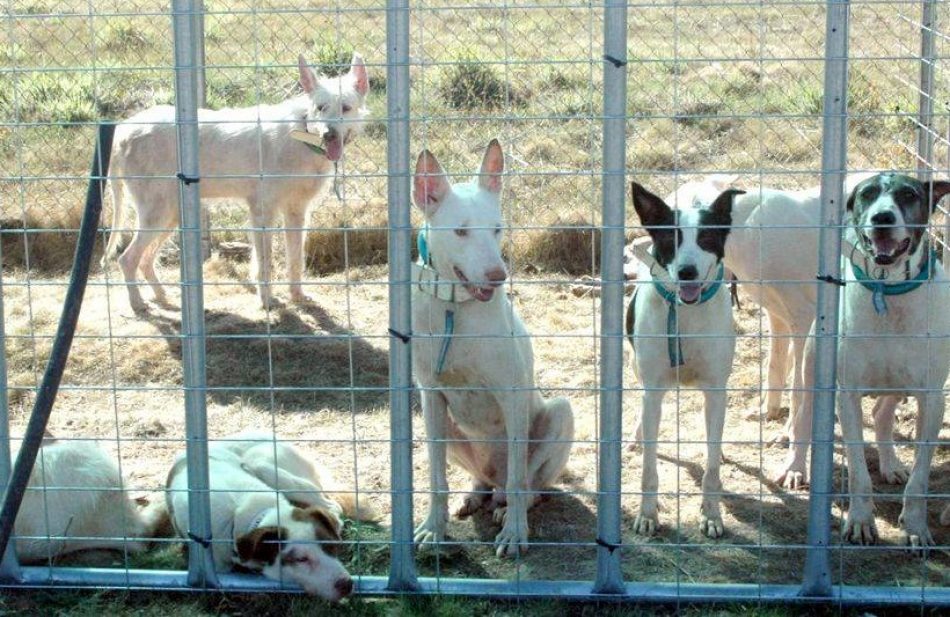 PACMA presenta alegaciones al Proyecto de Real Decreto de núcleos zoológicos de animales de compañía