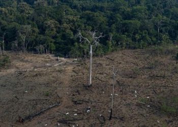 Deforestación en la Amazonia brasileña alcanza cifra récord