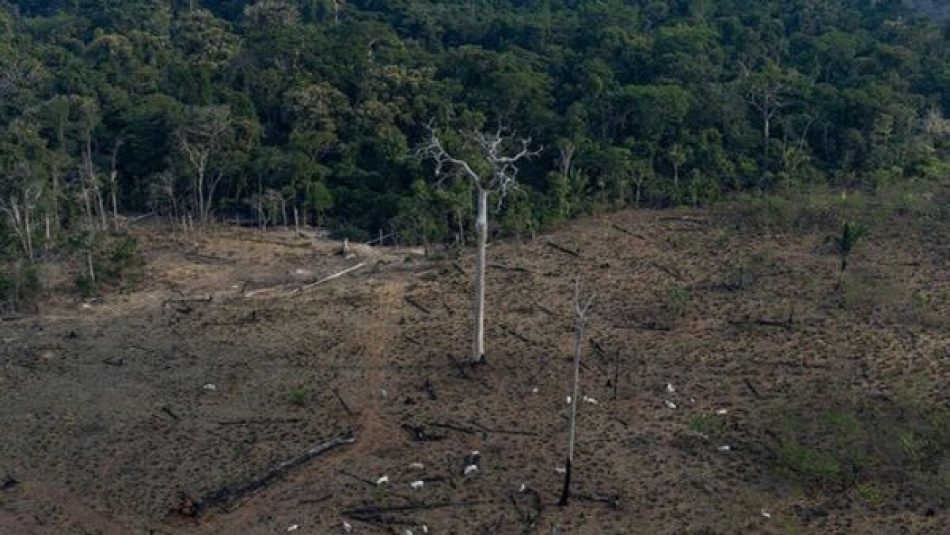 Deforestación en la Amazonia brasileña alcanza cifra récord