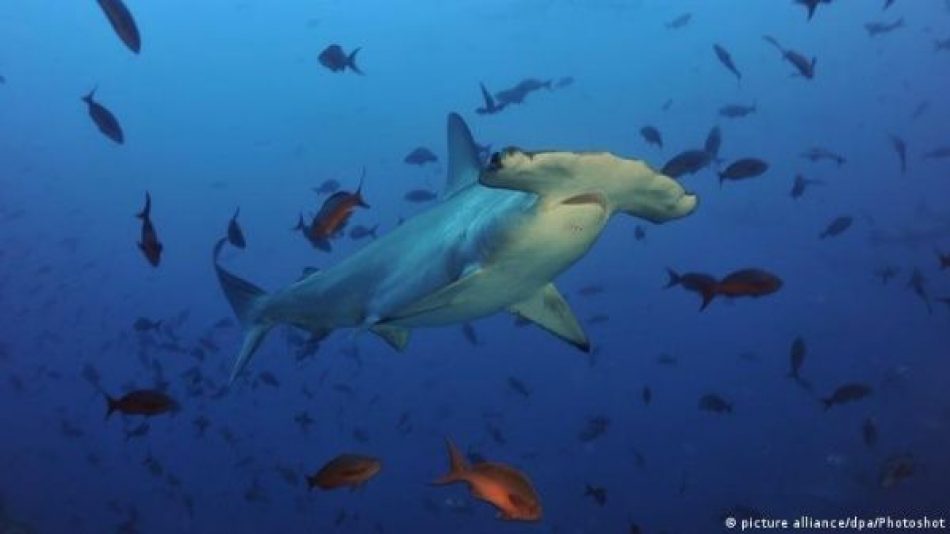 Firman acuerdo para protección de ecosistemas marinos en COP26