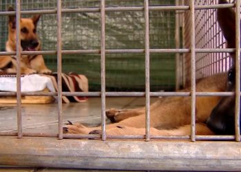 PACMA solicita al Cabildo de La Palma la creación de dos centros de acogida de animales abandonados