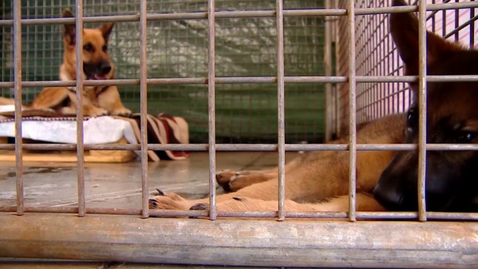 PACMA solicita al Cabildo de La Palma la creación de dos centros de acogida de animales abandonados