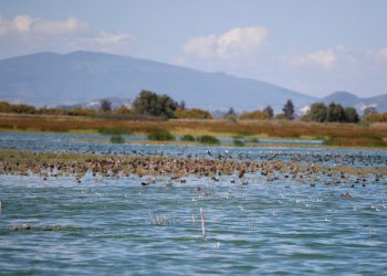 López Obrador anuncia una consulta para declarar el lago de Texcoco área natural protegida
