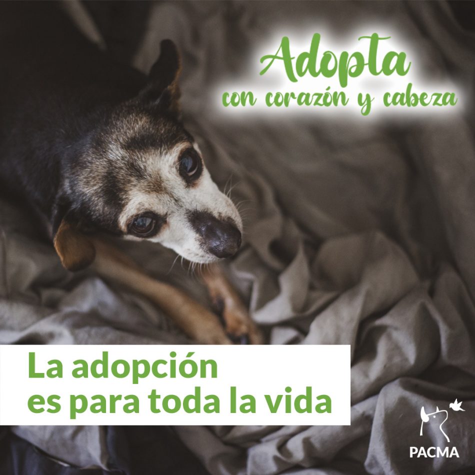 PACMA lanza una campaña para fomentar la adopción responsable