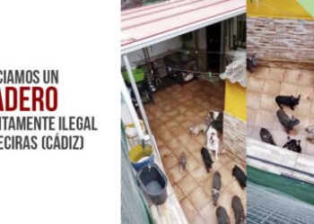 PACMA denuncia un criadero ilegal en Algeciras (Cádiz)