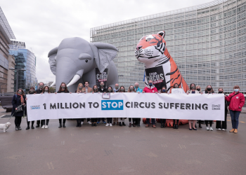 Sólo a un paso de acabar con el uso de animales salvajes en circos