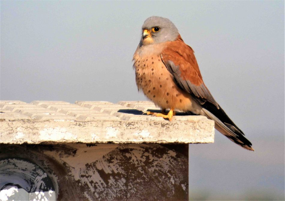 Más de 2.200 pollos de cernícalo primilla nacieron en 2021 en las colonias mantenidas por GREFA