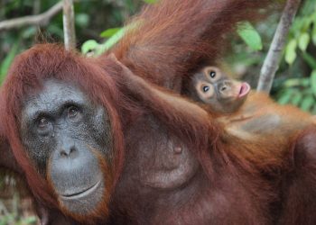Las madres orangután enseñan de manera activa a sus crías a desenvolverse en la vida