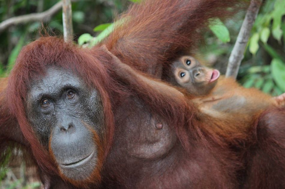 Las madres orangután enseñan de manera activa a sus crías a desenvolverse en la vida
