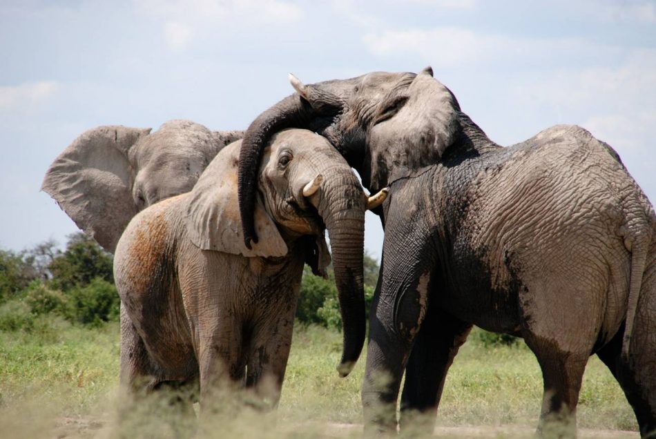 Los elefantes más ancianos y sabios calman a los jóvenes