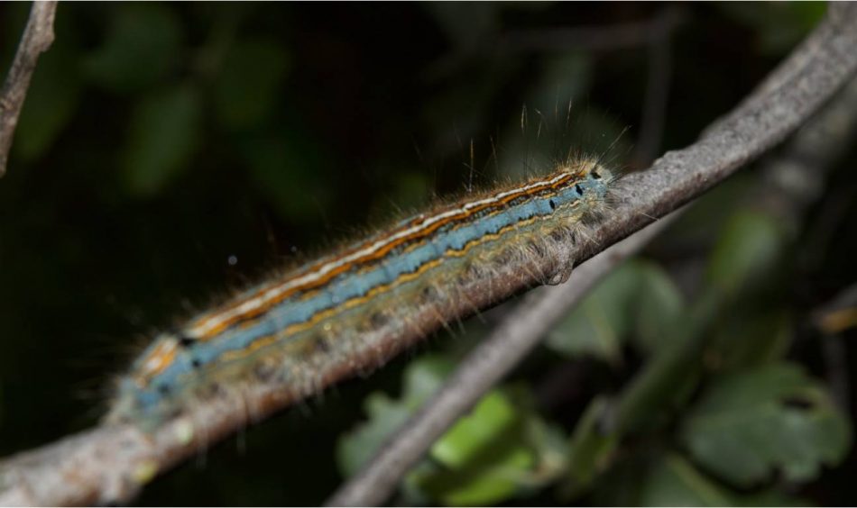 Más de 600 especies de invertebrados se alimentan de la encina