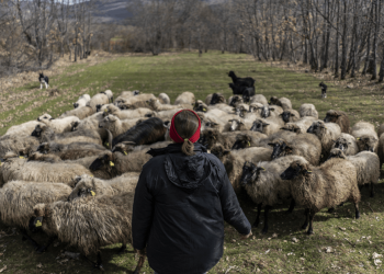 Amigos de la Tierra insta a las comunidades autónomas a establecer una moratoria a la ganadería industrial: próxima parada, Valencia
