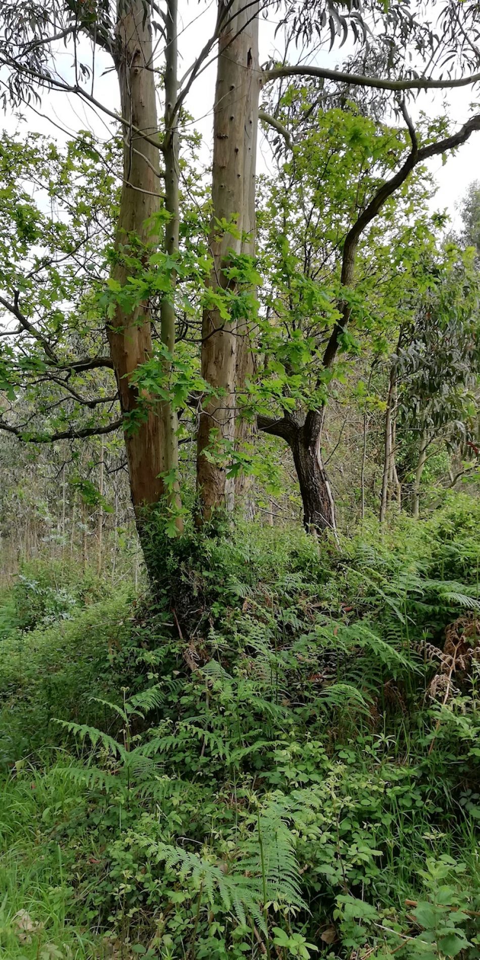 «El Principado de Asturias quiere autorizar las plantaciones de encalipto nitens para acabar con la biodiversidad de nuestros montes»