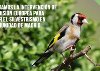 PACMA solicita la intervención de la Comisión Europea para detener la caza de aves fringílidas autorizada por la Comunidad de Madrid