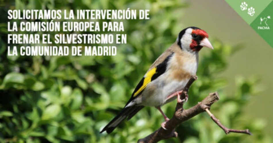 PACMA solicita la intervención de la Comisión Europea para detener la caza de aves fringílidas autorizada por la Comunidad de Madrid