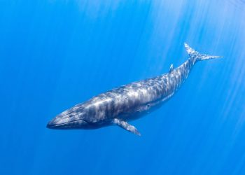 Una ballena puede consumir más de tres millones de microplásticos cada día