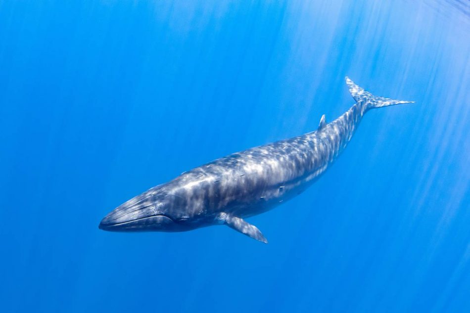 Una ballena puede consumir más de tres millones de microplásticos cada día