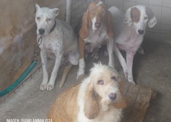 PACMA exige al Ayuntamiento de Los Barrios (Cádiz) el decomiso de los perros de una rehala en el municipio