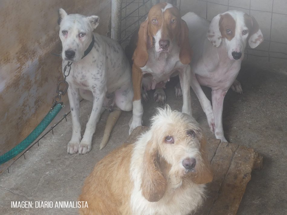 PACMA exige al Ayuntamiento de Los Barrios (Cádiz) el decomiso de los perros de una rehala en el municipio