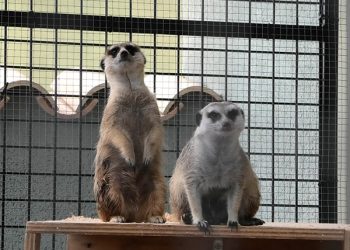 Asociaciones urgen al portal Milanuncios a parar la venta de animales