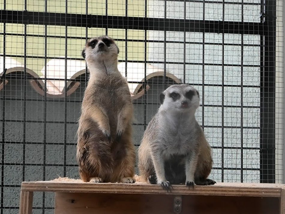 Navidad, y la compra compulsiva de animales exóticos como «mascotas»