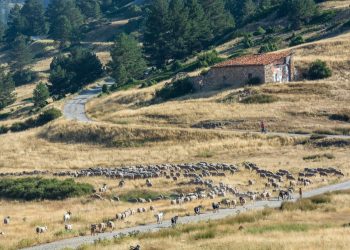 IU Castilla y León señala la destrucción de explotaciones y trabajo, en un proceso de acumulación ligado a las macrogranjas