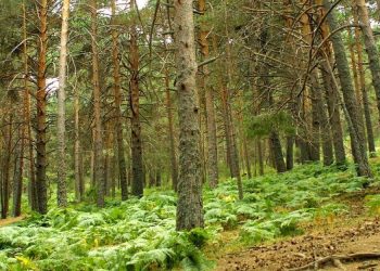 Representantes sindicales y ecologistas se oponen a las reformas legales recogidas en la Ley Ómnibus