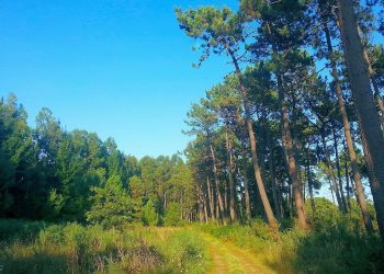 La promotora de la mina de oro de Salave arrasa entre quejas vecinales una de las últimas masas forestales de la costa occidental de Asturias