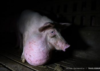 PACMA denuncia el atentado contra el medio ambiente y el maltrato animal de las macrogranjas en Castilla y León