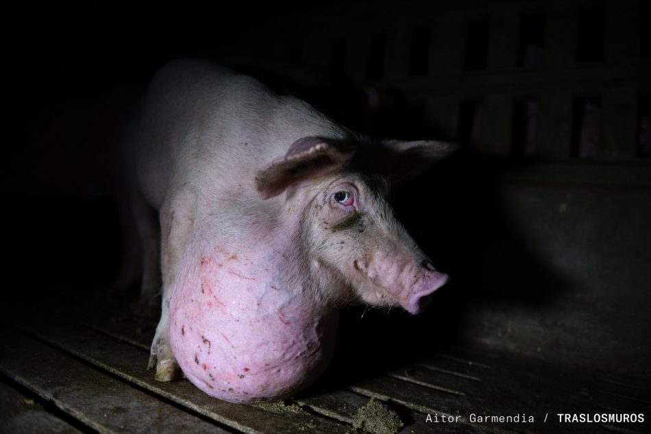 PACMA denuncia el atentado contra el medio ambiente y el maltrato animal de las macrogranjas en Castilla y León