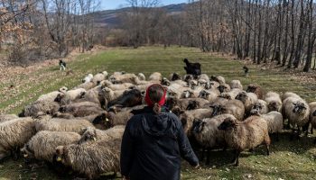 Cantabristas presenta un proyecto integral para fortalecer la ganadería extensiva garantizando una conservación corresponsable del lobo