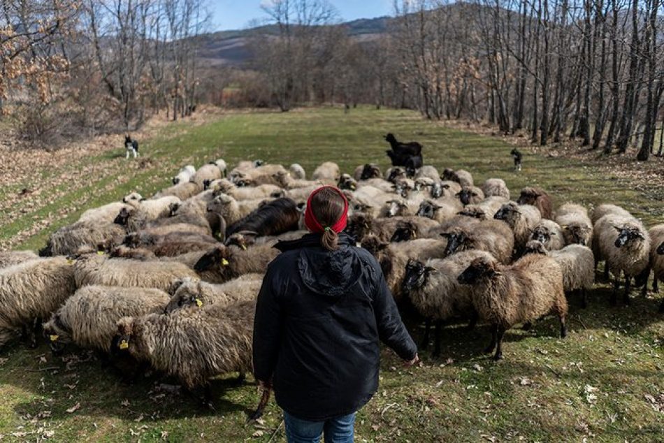 Amigos de la Tierra, Ecologistas en Acción, Greenpeace, SEO/BirdLife y WWF: «Ganadería industrial: beneficios para unos pocos a costa de degradación ambiental y abandono rural»