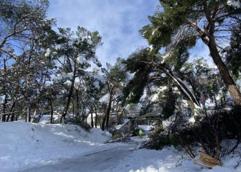 Organizaciones ecologistas evalúan la gestión del arbolado urbano en Madrid un año después de Filomena
