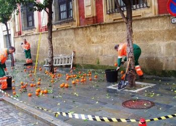Oliva exige al gobierno municipal actuaciones para la mejora de la limpieza de Sevilla y en concreto de las naranjas caídas