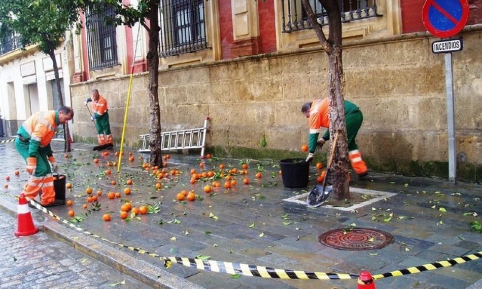 Oliva exige al gobierno municipal actuaciones para la mejora de la limpieza de Sevilla y en concreto de las naranjas caídas