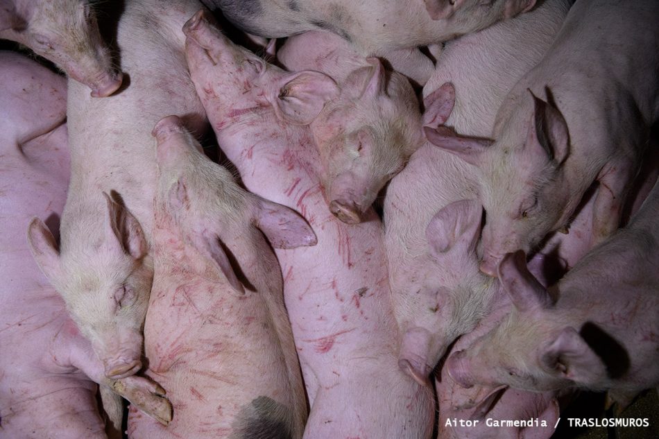 Denuncian el descontrol de la Junta de Castilla y León sobre la ganadería industrial porcina y le responsabiliza de la despoblación rural