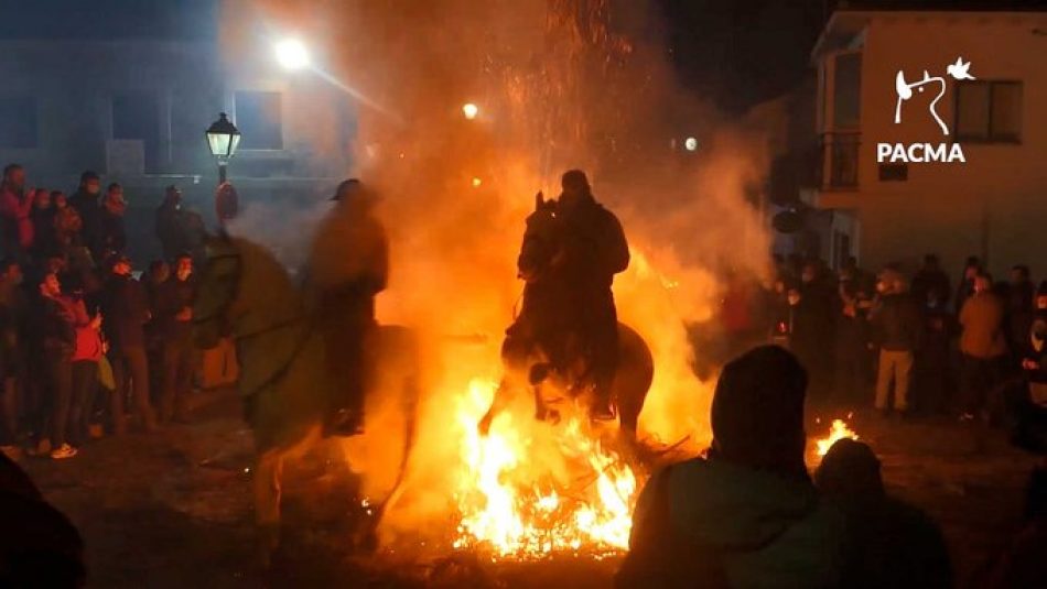 PACMA denuncia el maltrato a los caballos que saltan el fuego en las Luminarias de San Bartolomé de Pinares (Ávila)