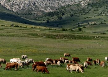 «Por un consumo de carne consciente, responsable y sostenible»