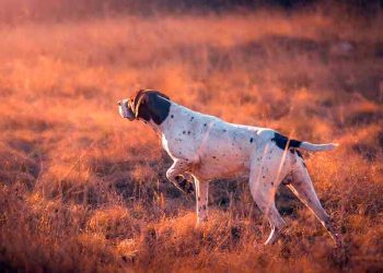 Alianza Verde pide explicaciones sobre el posicionamiento del Comité Olímpico Español contra la protección de los animales