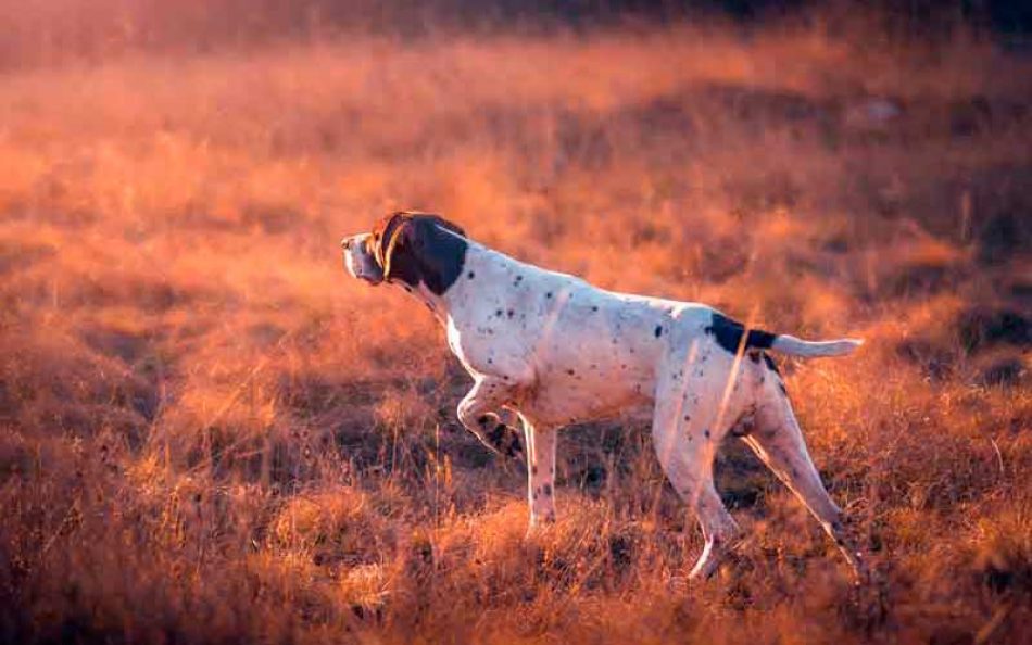 Alianza Verde pide explicaciones sobre el posicionamiento del Comité Olímpico Español contra la protección de los animales