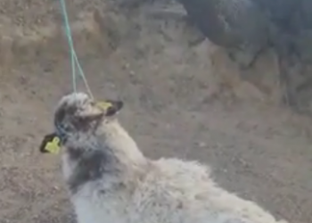 Ahorcan a una oveja y matan a una segunda en la finca de un ganadero que ha denunciado corrupción