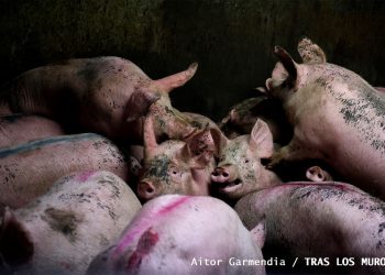 PACMA reclama poner el sufrimiento animal en las explotaciones ganaderas en el debate político y social