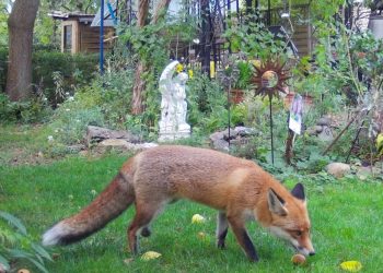 Un laboratorio en el jardín: así se relacionan los animales salvajes de la ciudad mientras no hay humanos